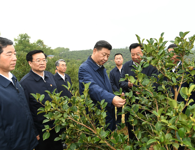 　　9月16日至18日，中共中央總書(shū)記、國(guó)家主席、中央軍委主席習(xí)近平在河南考察。這是17日上午，習(xí)近平來(lái)到信陽(yáng)市光山縣槐店鄉(xiāng)司馬光油茶園，實(shí)地察看油茶樹(shù)種植和掛果情況。新華社記者 謝環(huán)馳 攝